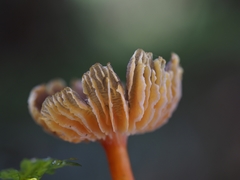 Hygrocybe fuscoaurantiaca