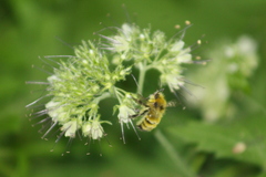 Bombus vandykei