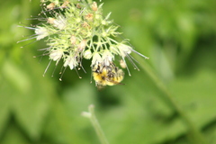 Bombus vandykei