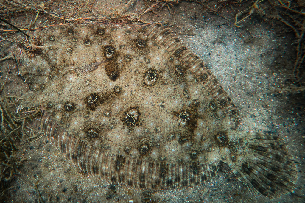 Smalltooth Flounder