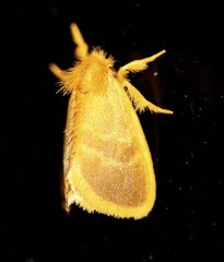 Euproctis lucifuga