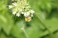 Bombus vandykei