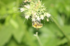 Bombus vandykei