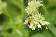 Bombus vandykei