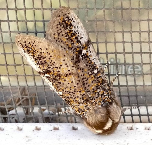Boisduval's Autumn Moth