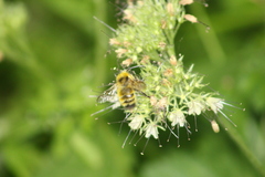 Bombus vandykei
