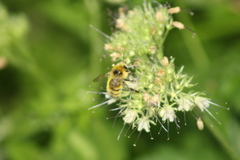 Bombus vandykei