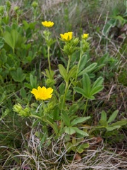 Potentilla umbrosa