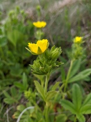 Potentilla umbrosa