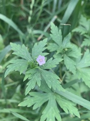 Geranium sibiricum