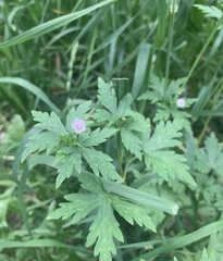Geranium sibiricum