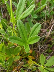 Potentilla umbrosa