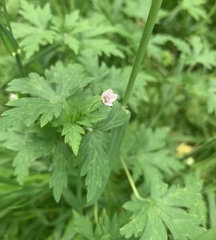 Geranium sibiricum