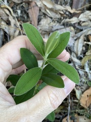 Pimelea altior