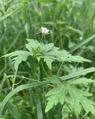 Geranium sibiricum