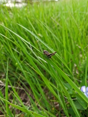 Pholidoptera pustulipes