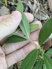 Pimelea altior
