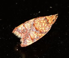 Lophopepla igniferella