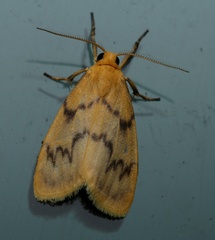 Symmetrodes sciocosma