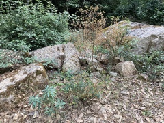 Euphorbia semiperfoliata
