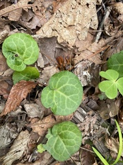 Pyrola renifolia