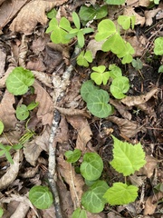 Pyrola renifolia