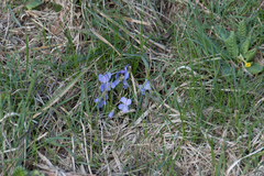 Viola