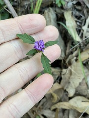 Centratherum riparium