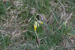 Primula veris