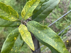 Nestegis cunninghamii