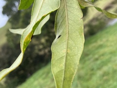 Nestegis cunninghamii