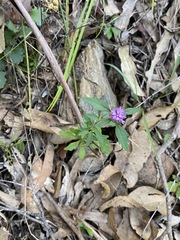 Centratherum riparium