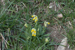 Primula veris