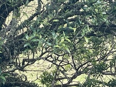 Nestegis cunninghamii