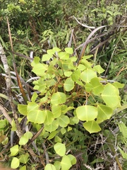 Cheirodendron platyphyllum