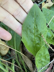 Plantago debilis