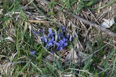 Viola
