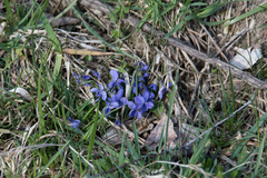 Viola