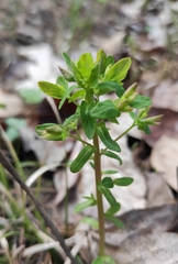 Euphorbia jenisseiensis
