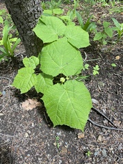 Acer tegmentosum