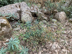 Euphorbia semiperfoliata