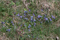 Viola