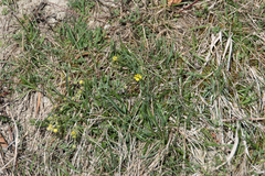 Potentilla