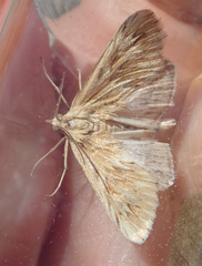 Cynaeda dentalis