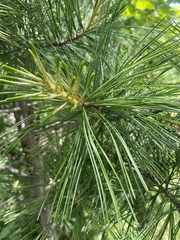 Pinus koraiensis