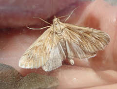 Cynaeda dentalis