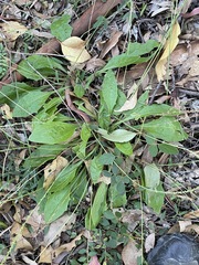 Plantago debilis