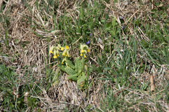 Primula veris