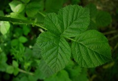 Rubus warrenii