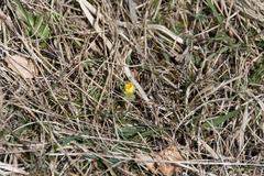 Ranunculus